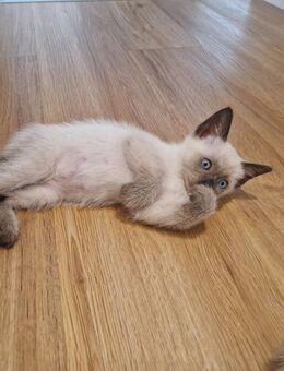 Reinrassige Siamkitten - Schwetzingen