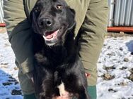 ❣️Tina Dein Herzenshund❣️ - Eislingen (Fils)