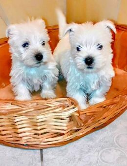 Wunderschöne reinrassige zauberhafte Weibchen Westie Welpe, West Highland White Terrier Welpen Welpen - Aachen