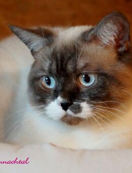 Britischkurzhaarkater mit Stammbaum kastriert - Lamerdingen