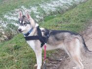 Junger Husky Rüde, reinrassig sucht ein Zuhause - Schwäbisch Hall