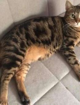 Dolly aus dem Tierschutz - Grevenbroich