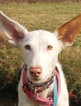 MILKY sucht Koerbchen - Gefrees