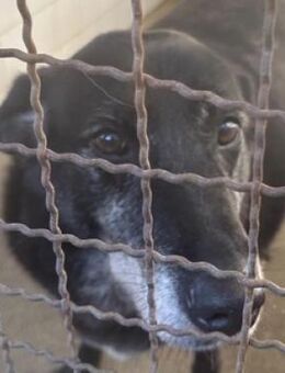 BILLY hat einen Wunsch - Gefrees