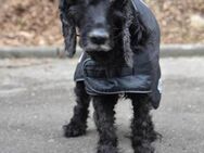 BLACKY - Donzdorf