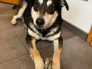 Liebenswerte Stella sucht Zuhause - Koblenz