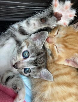 Der Nachwuchs unserer jüngeren Katze - Saterland
