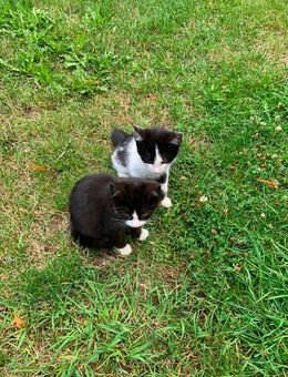 Katze, Kater - Hartmannsdorf (Sachsen)