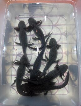 Axolotl Jungtiere - Tuttlingen