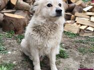 Gunda - herzliche Hundedame! ❤️ - Spenge