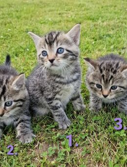 Kitten zu verkaufen (1 ist reserviert ) - Bodenfelde