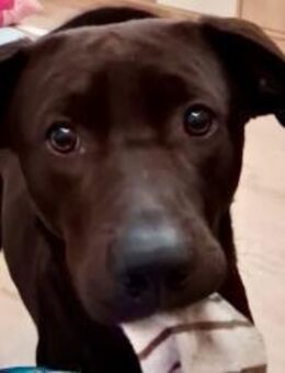 Patch neugieriger Jungspund sucht dich - München