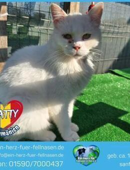 Matty möchte endlich ein Zuhause finden! - Waakirchen