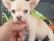 Chihuahua kurzhaar Rüde Creme merle mit blauem Auge sucht bald ein zuhause - Krefeld