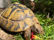 Griechische Landschildkröten THB suchen ein neues Zuhause - Steinbach-Hallenberg