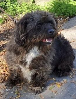 BELLA - SUCHT IHR KÖRBCHEN - Nörten-Hardenberg