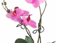 Kunstpflanze Orchidee Orchidee, Creativ green, Höhe 42 cm