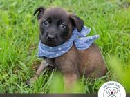 Chip 245984: Hundekind sucht ein Zuhause - Kirchzell