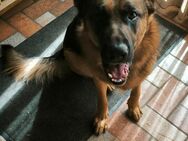 3 jähriger Schäferhund Rüde sucht neuen Platz - Burgkirchen (Alz)