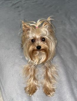 Yorkshire Terrier weiblich - Berlin