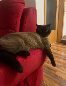 Zwei Katerbrüder abzugeben - Hagen (Stadt der FernUniversität)