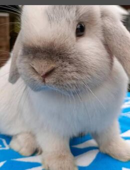 Weiblich, zärtlich, Kaninchen Mini-Lop - Laatzen Zentrum