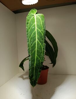Anthurium warocqueanum - Rietberg Zentrum