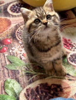 Reinrassige BKH Kitten - Würzburg