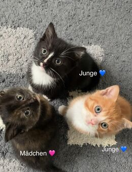 Süße Kätzchen abzugeben - Geesthacht