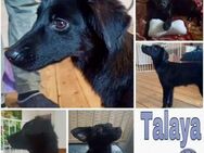 TALAYA -rundum tolles Hundekind- - Duisburg