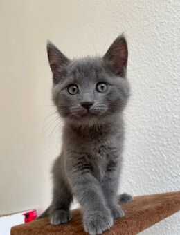 4 Kartäuser Nebelung Kätzchen (allergiearm), 400€ - Aschaffenburg