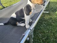 Reinrassige Jack Russell Welpen - Kirchberg (Hunsrück)