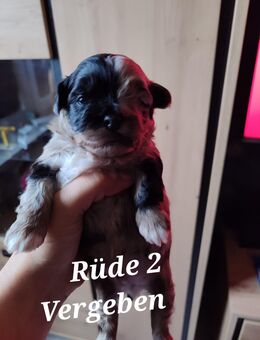 Zuckersüße Maltipoo-Welpen - Osnabrück