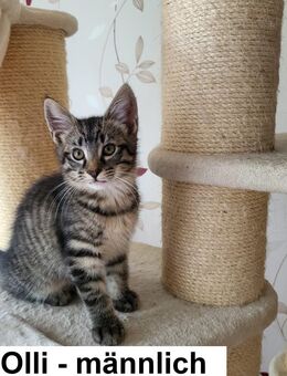 Bezaubernde Norweger Mix Kitten - Schöffengrund