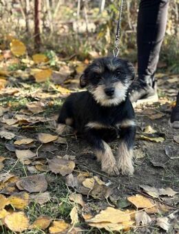 Texton - bezaubernder Welpe - Köln