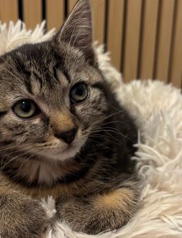 Liebevolles BKH Mischlingskätzchen sofort abgabebereit - Simmern (Hunsrück)