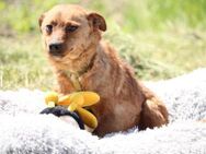 Toby sucht seine Menschen... - Hagen (Stadt der FernUniversität)