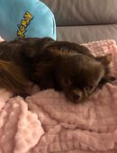 Reinrassiger Chihuahua-Deckrüde mit Ahnentafel in 59909