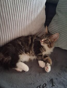 Maine coon kitten - Artern (Unstrut)