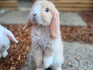 ❤️Minilop Zwergwidder Zwergkaninchen Kaninchen❤️ - Obersulm