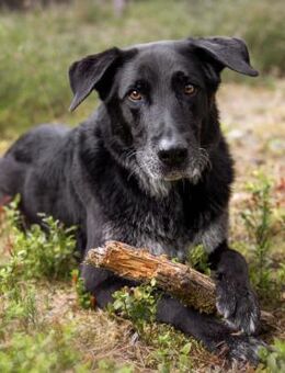 BUBI BALOU - charmanter Herzensbrecher - Betzenstein