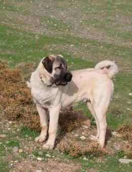 Kangal Rüde - Eppenbrunn