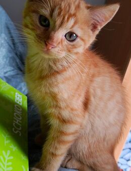Kitten Mix EKH Schildpatt und roter Kater - Wendelstein