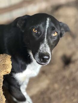 Missy sehnt sich nach Geborgenheit 🐾 - Elsdorf (Nordrhein-Westfalen)