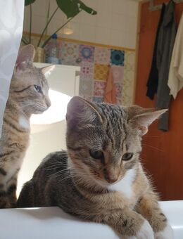 Kitten, Katzenbabys - Nidda