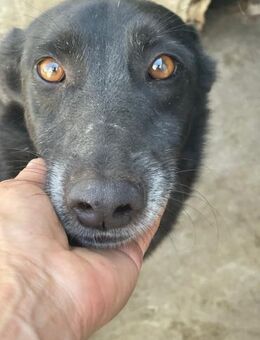 RIMO - verschmuster Galgo-Mix - Alfdorf