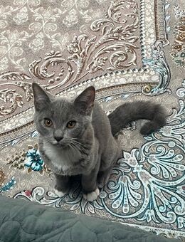 Kater abzugeben - Lünen