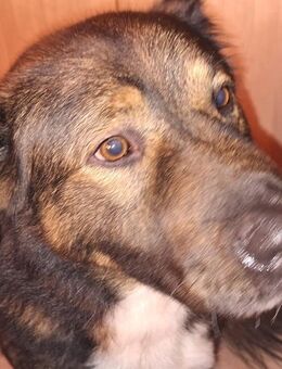 Rüde Balou, 5 Jahre, belgischer Schäferhund Mischling - Gräfenhainichen Zschornewitz