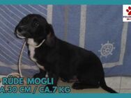 Süßer Mogli sucht seine Menschen - Margetshöchheim