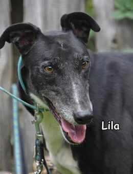 LILA - Donzdorf